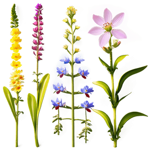 Diverse Wildflowers Collection PNG rqf19 PNG with transparent background