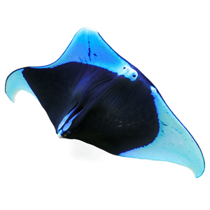 Diving with Manta Rays PNG 67 PNG image with transparent background