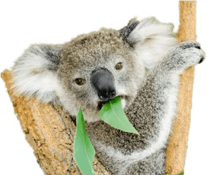 Do Koala Bears Eat PNG image with transparent background