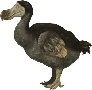 Dodo Bird Illustration PNG Image