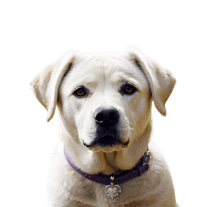 Dog Face Illustration PNG 83 PNG