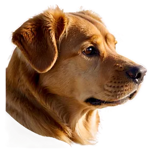 Dog Face Profile View Png Ybw55 PNG Image