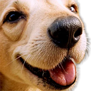 Dog Nose A PNG Image