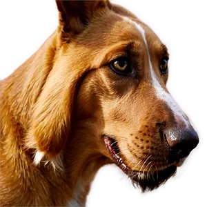 Dog Nose Close-up Png Adm38 PNG Image