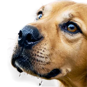 Dog Nose With Dew Png Qcv84 PNG Image