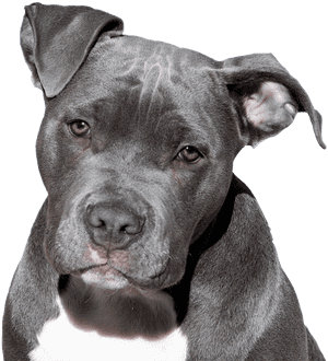 Dog, Pitbull, Terrier, American Staffordshire, Face - Dogs Pitbull, HD Png Download PNG image with transparent background