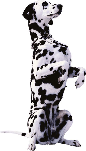 Dog Png - Coatex, Transparent Png PNG image with transparent background