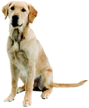 Dog Png Images Recursos Animals Pinterest Dog - Golden Retriever Labrador Retriever Mix, Transparent Png PNG image with transparent background