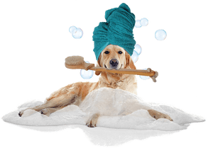 Transparent Dog In Bath Clipart - Cat Dog Bath Png, Png Download PNG image with transparent background