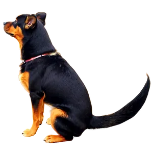 Dog Tail Png 90 PNG Image