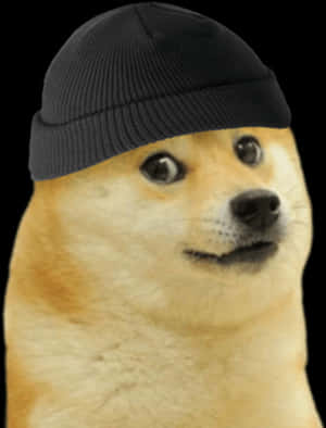 Doge In Beanie Meme.jpg PNG image with transparent background