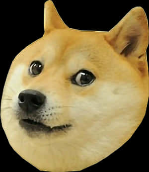 Doge Meme Iconic Shiba Inu PNG image with transparent background