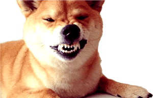 Dogecoin Inspired Shiba Inu PNG image with transparent background