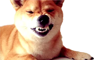 Dogecoin Inspired Shiba Inu PNG Image