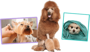 Transparent Dog Bath Png - Standard Poodle, Png Download PNG image with transparent background