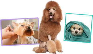 Dogs Grooming Bath Time PNG Image