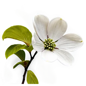 Dogwood Flower Png Emu PNG Image