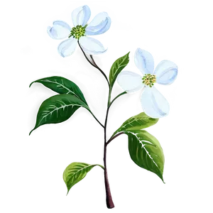 Dogwood Watercolor Painting Png Cym98 PNG Image