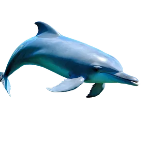 Dolphins In Sea Png Ios95 PNG Image