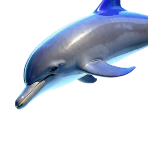 Dolphins Journey Png 29 PNG Image