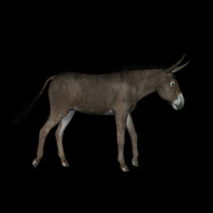 Donkeyin Darkness PNG image with transparent background
