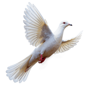 Dove Flying PNG 66 PNG image with transparent background