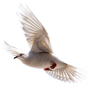 Dove Flying PNG qct PNG image with transparent background