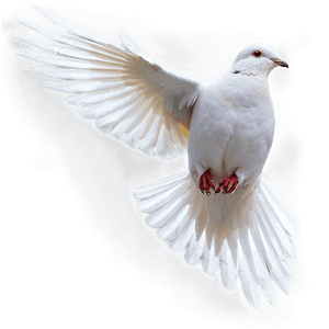 Dove Flying PNG wan PNG image with transparent background