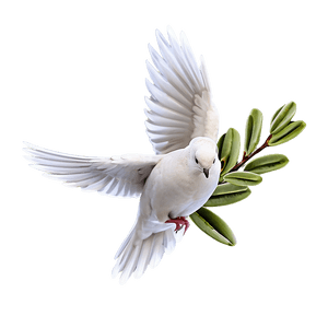 Dove with Olive Branch PNG 86 PNG image with transparent background