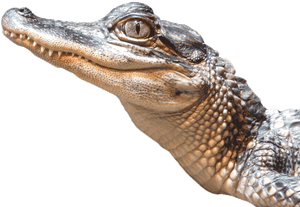 Download Alligator Png Transparent Image - Alligator Png, Png Download PNG image with transparent background