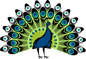Peacock PNG PNG Images