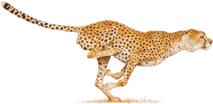 Download Cheetah Png Image - Cheetah Png, Transparent Png PNG image with transparent background