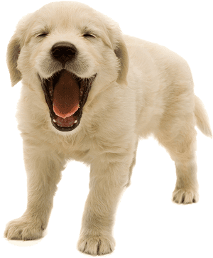Download Golden Retriever Puppy Png Transparent Image - Golden Retriever Puppy Transparent Background, Png Download PNG image with transparent background