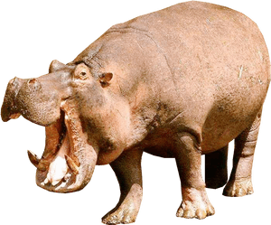 Download Hippopotamus Png File - Transparent Background Hippopotamus Png, Png Download PNG image with transparent background