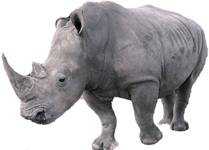 Download Rhinoceros Png - Rhinoceros Png, Transparent Png PNG image with transparent background