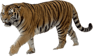 Download Tiger Png Transparent Images Transparent Backgrounds - Tiger With No Background PNG image with transparent background
