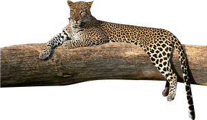 Download Transparent Png - Different Type Of Leopard, Png Download PNG image with transparent background