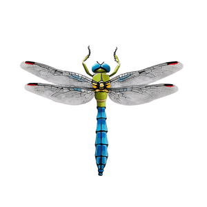 Dragonfly Hovering PNG 06112024 PNG image with transparent background