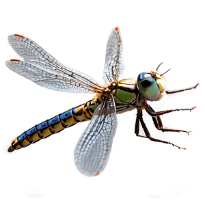 Dragonfly Hovering PNG 81 PNG image with transparent background