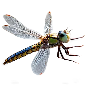 Dragonfly Hovering Png 81 PNG Image