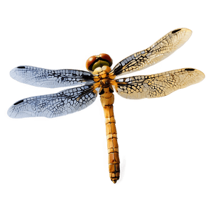 Dragonfly Hovering PNG jjl20 PNG image with transparent background