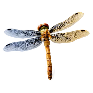 Dragonfly Hovering Png Jjl20 PNG Image