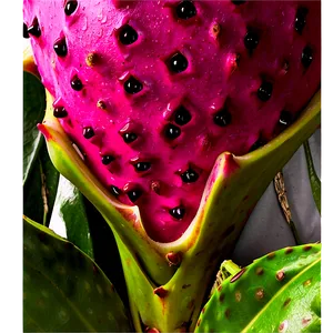 Dragonfruit Skin Texture Png 77 PNG Image