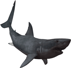 Drawing Shark Real Svg Library Download - Giant Shark No Background PNG image with transparent background