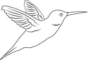 Drawn Hummingbird Png Transparent - Hummingbird White Png, Png Download PNG image with transparent background
