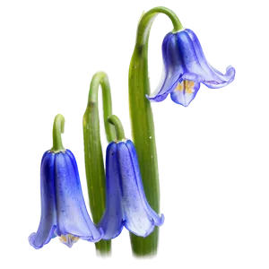 Dreamy Bluebell Png Odr88 PNG Image