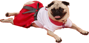 #pug #pugs #frida #puglife #dog #freetoedit - Pug, HD Png Download PNG image with transparent background