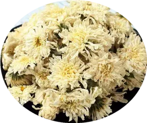 Dried Chrysanthemum Flowers PNG Image