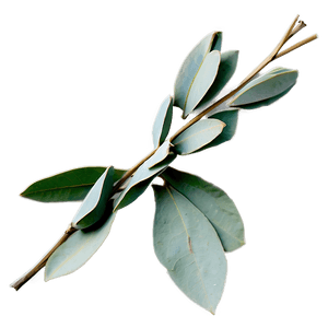 Dried Eucalyptus Bundle PNG 05242024 PNG