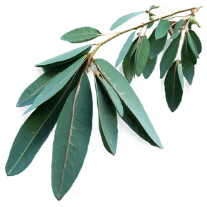 Dried Eucalyptus Bundle PNG 05242024 PNG